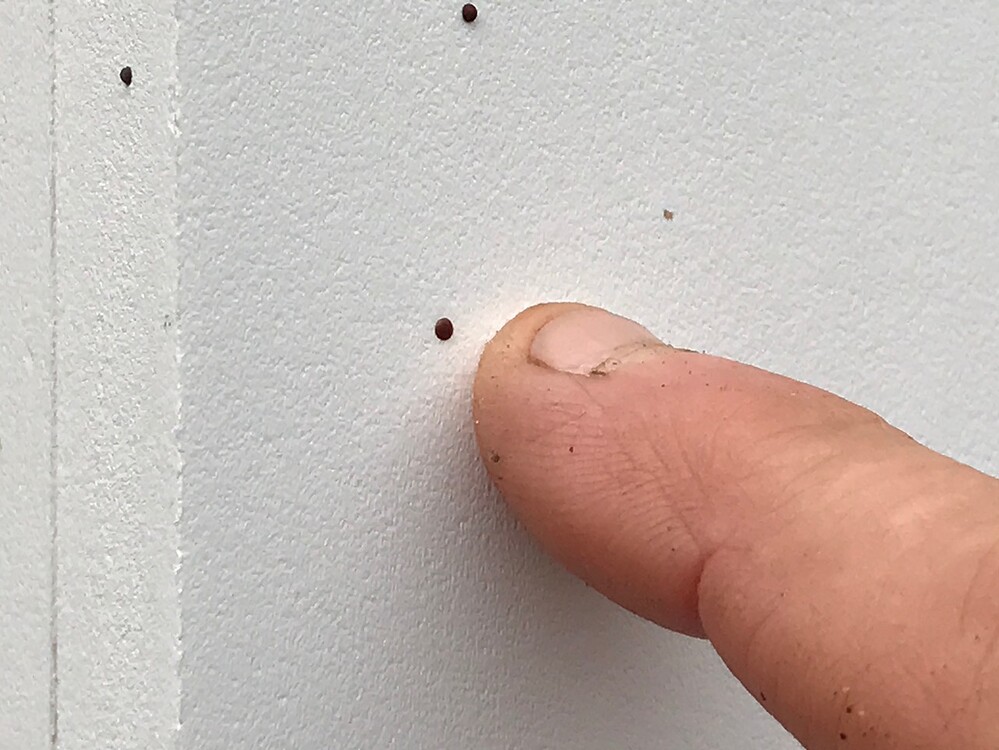 black-flecks-on-mattress-in-new-apartment-r-bedbugs