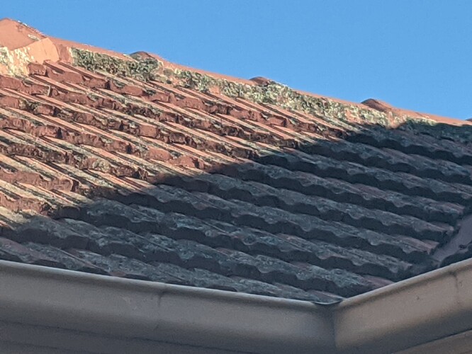 lichen on roof