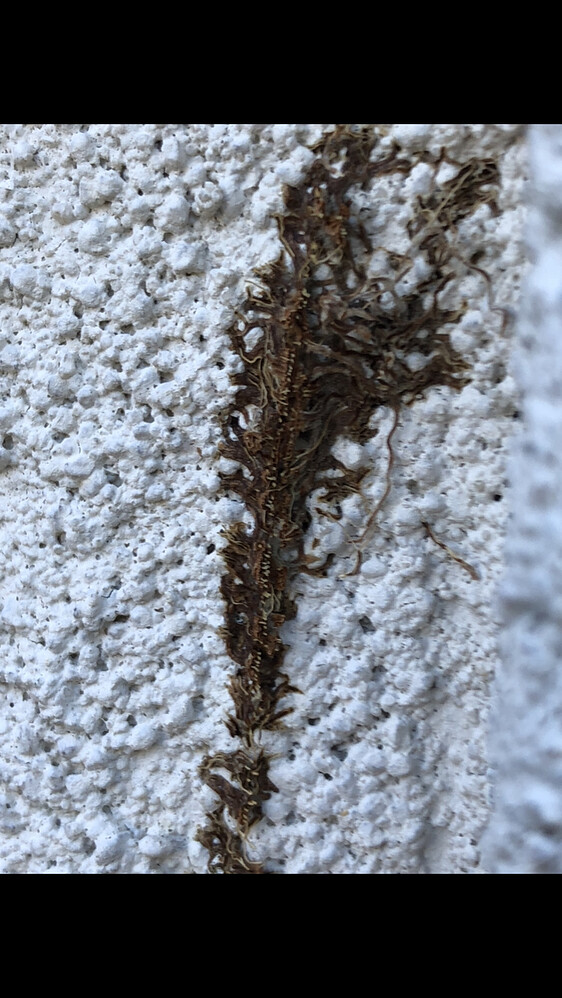 What is this? (Artillery fungus?) Stains/Surfaces Pressure Washing