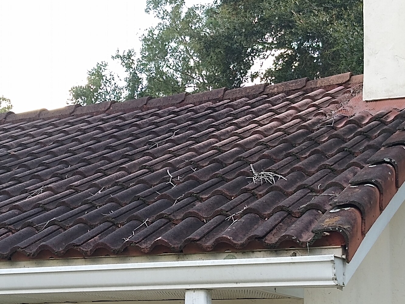 Roof oxidation removal Roof Cleaning Pressure Washing Resource