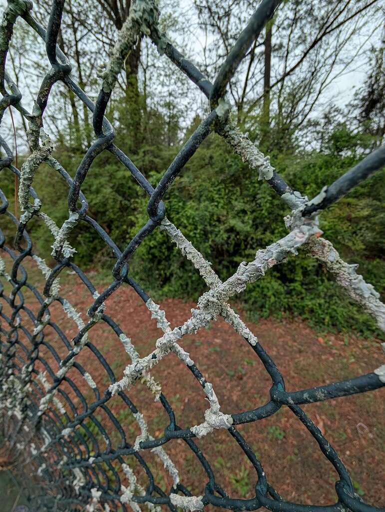Lichen on Plastic Coated Chain Link Fence on Tennis Court - Pressure  Washing Resource