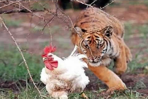 Tiger_chasing_chicken