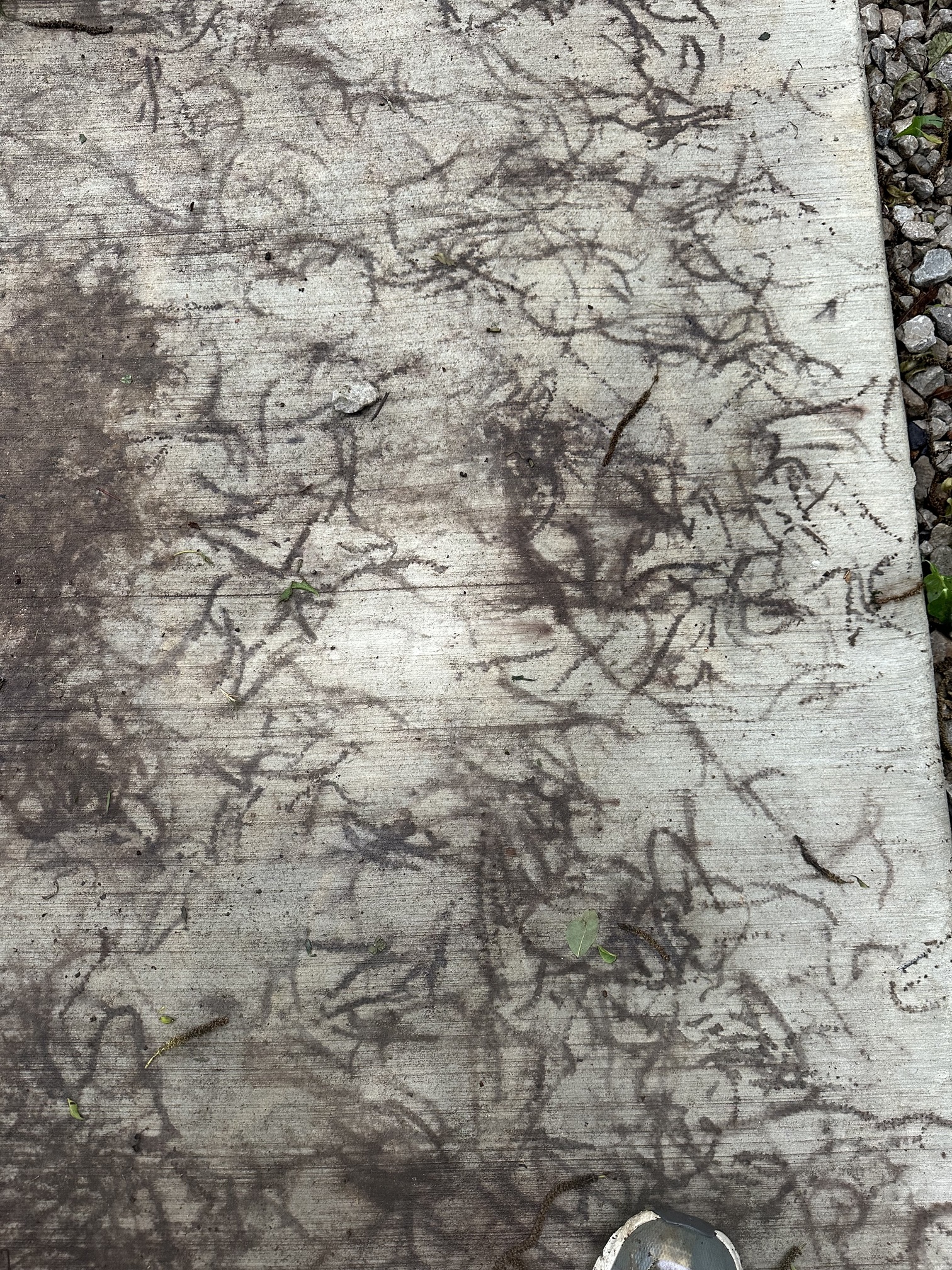 How can I remove the pollen stains off the driveway Pressure Washing