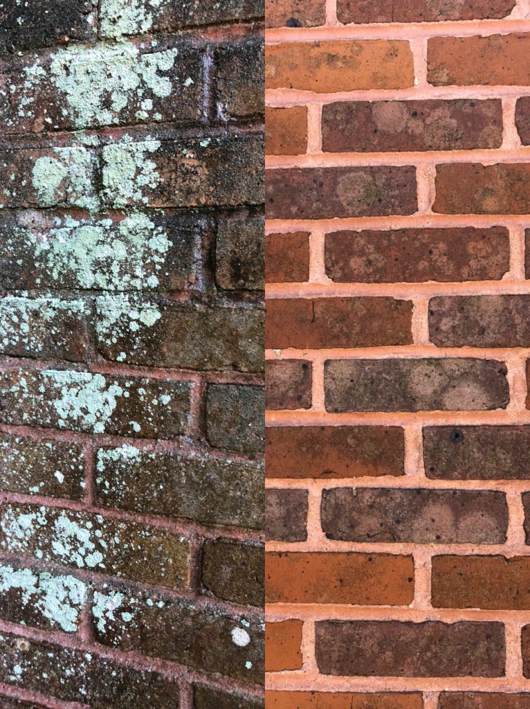 Organic growth identification and treatments white light splotchy