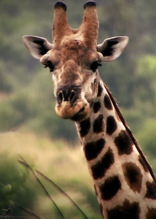 Giraffe-Chewing